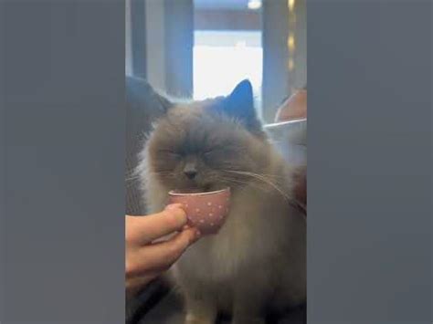 Бодряк - YouTube