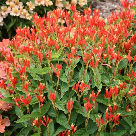 Spigelia Marilandica Ragin Cajun From Nvk Nurseries