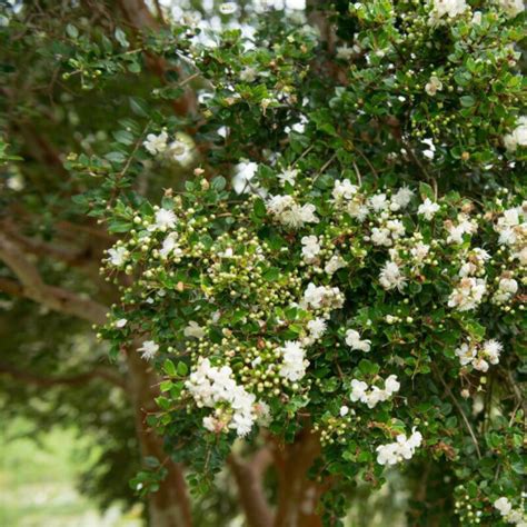 Luma Apiculata Myrtus Luma Mesarbustes