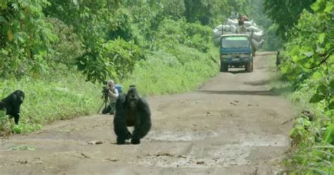 Silverback Gorilla Walked Out to Stop Traffic for This Touching Reason