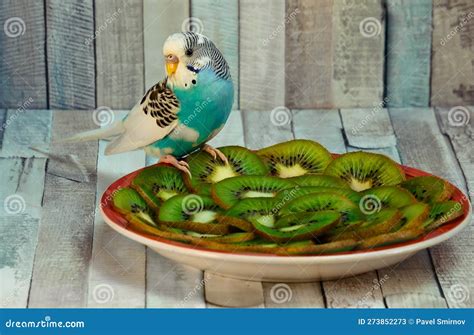 Budgie Food Texture Stock Photo 114373200