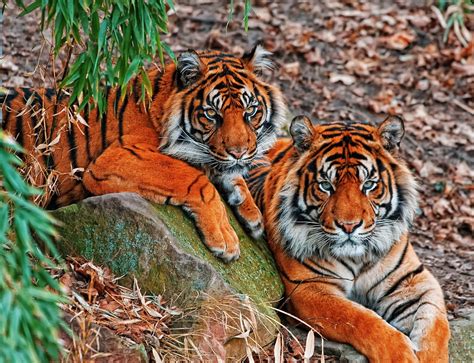 Tigers Sumatran Predators Free Photo On Pixabay Pixabay