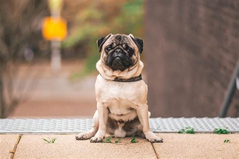 10 Dumbest Dog Breeds: Why Theyre Not as Smart as You Think
