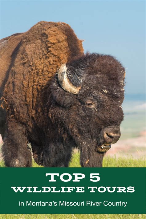 Top 5 Wildlife Tours In Missouri River Country Wildlife Tour