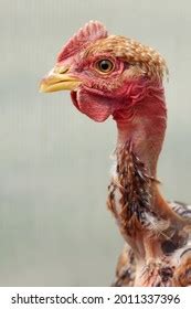467 Naked Neck Hen Images Stock Photos Vectors Shutterstock