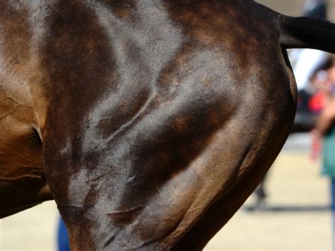 Building up your horses’ muscles: training and nutrition tips | Pavo