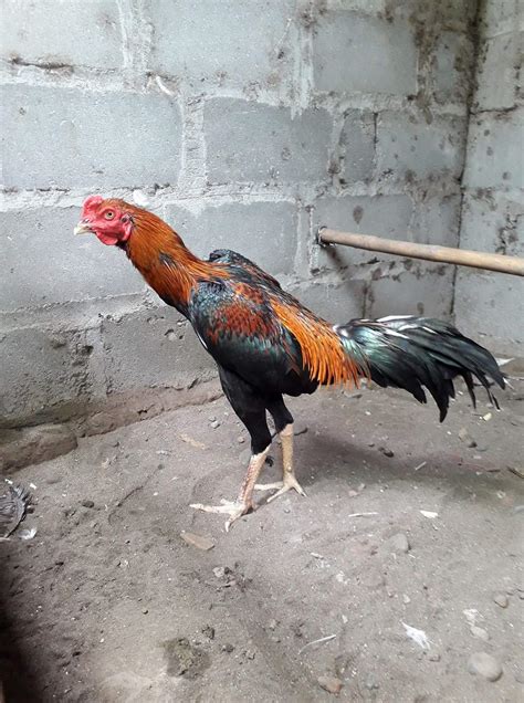 gambar ayam bangkok