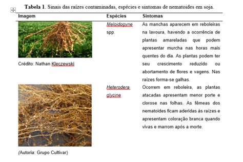 Nematoides bacillus subtilis é aliado Revista Campo Negócios