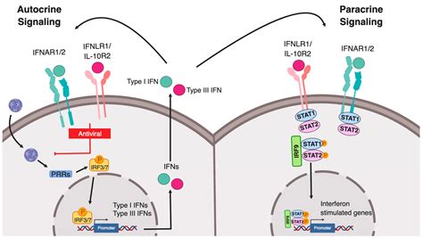 Ijms Free Full Text Differential Regulation Of Type I And Type Iii Interferon Signaling