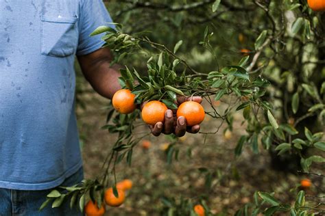 Florida Citrus Greening Disease Edible Northeast Florida