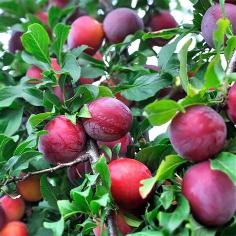 Plum Satsuma Dwarf - Fruit Trees - Garden World Nursery