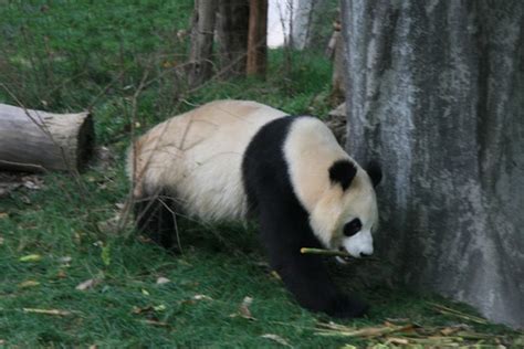 Chengdu Giant Panda Base, Chengdu Research Base of Giant Panda Breeding, Chengdu Panda Picutures