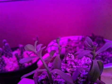 The Complete Guide to Grow Lights for Succulents – Sublime Succulents