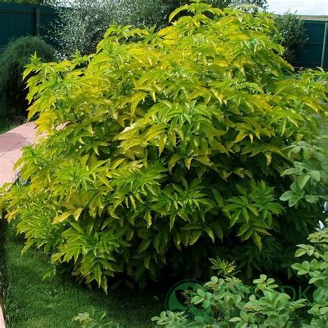 Бузина красная Plumosa Aurea - описание, цена в Украине