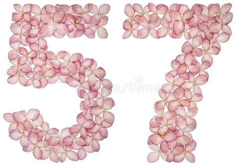 Arabic Numeral Fifty Seven From Flowers Of Hydrangea Isolated On