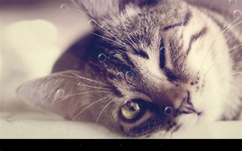 3d Cute Cat Live Wallpaper - Cute Cat Live Wallpaper Download ...