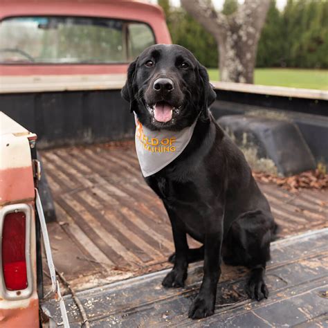 Nashville - Home - World Of Dog Training