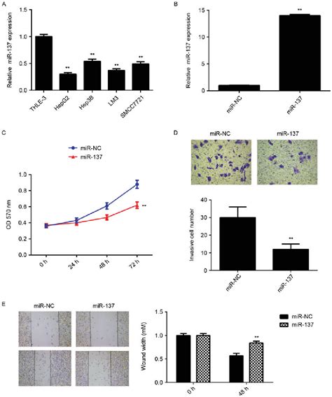 Figure From Microrna Has A Suppressive Role In Liver Cancer Via