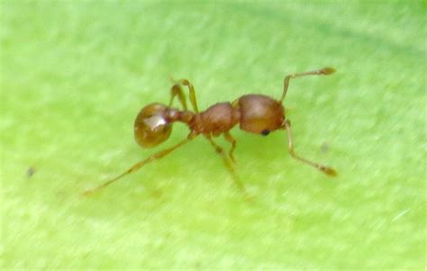 Little Fire Ant Ant Species In Hawaii · Inaturalist