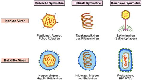 Virologie Karteikarten Quizlet