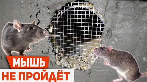 ЧЕМ ЗАКРЫТЬ ПРОДУХИ ОТ МЫШЕЙ - YouTube