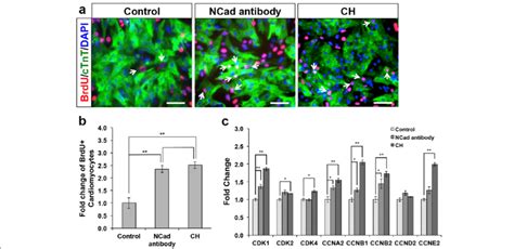 Re Activation Of Wntβ Catenin Signaling Increases Matured Mouse Download Scientific Diagram