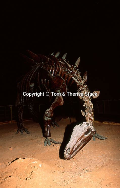 Tuojiangosaurus Skeleton