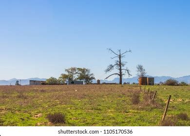 Naked Autumn Tree Stock Photo Shutterstock