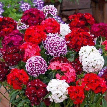 Купить Гвоздика турецкая Пиноккио, смесь Цена, фото, описание, отзывы ...