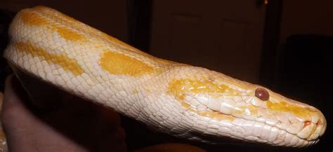 20 Free Snakeskin And Python Images Pixabay