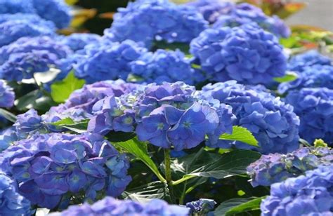 bd ca  afe faeebjpgv