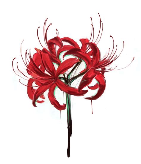 Red Spider Lily Lilies Drawing Red Spider Lily Flower Drawing