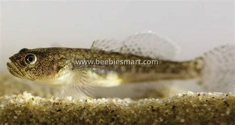 Goby Naked