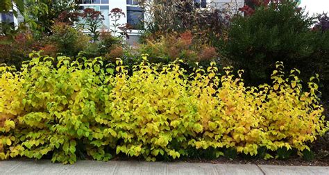 Пузыреплодник калинолистный Живая изгородь (140 фото) - фото - картинки ...