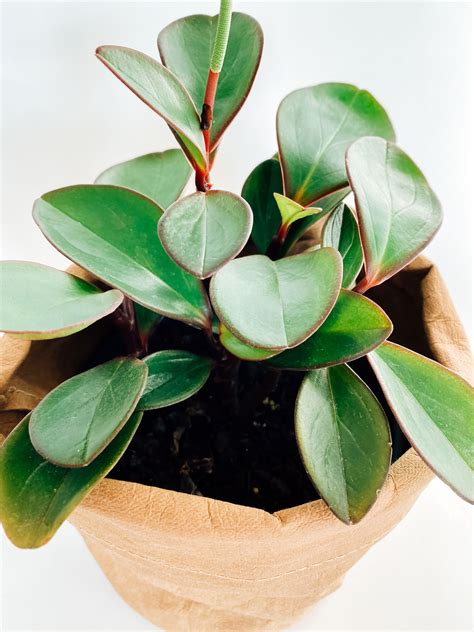 Peperomia Obtusifolia Red Edge Care Highest Price Biog Stills Gallery