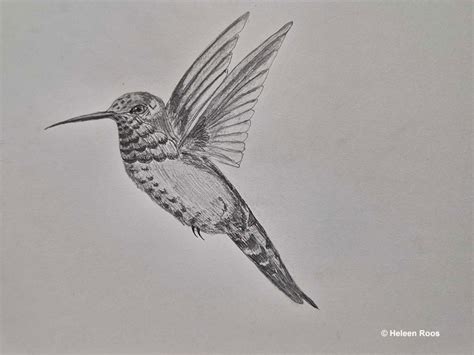 How To Draw Hummingbirds A Step By Step Guide With Pictures