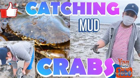 How To Catch A Mud Crab In Seaside Klm Away From Home Youtube