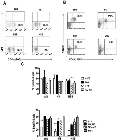 Nk Cell Populations In Scid Nod Scid Nod Scid β 2m Null Mouse