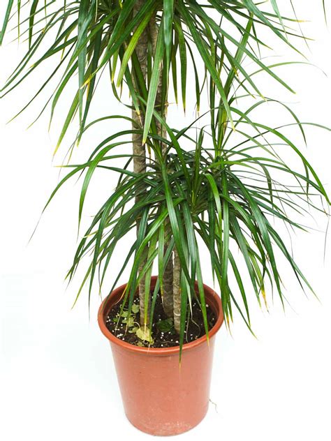 Dracaena Marginata | Online Indoor Plants