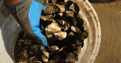 Can Oysters Save The Planet