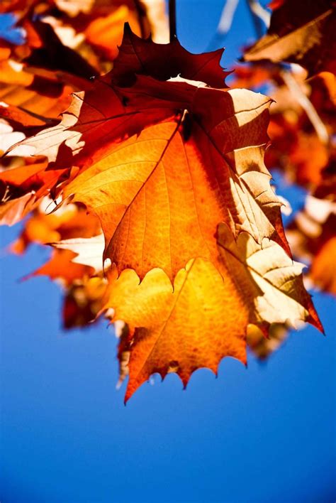 Free picture: autumn, red, leaves, up-close