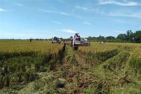 Perusahaan Gandeng Petani Di Serang Banten Tingkatkan Produksi Padi