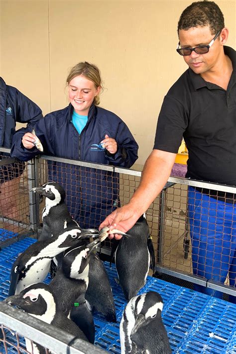 African Penguin Conservation - Marine Dynamics
