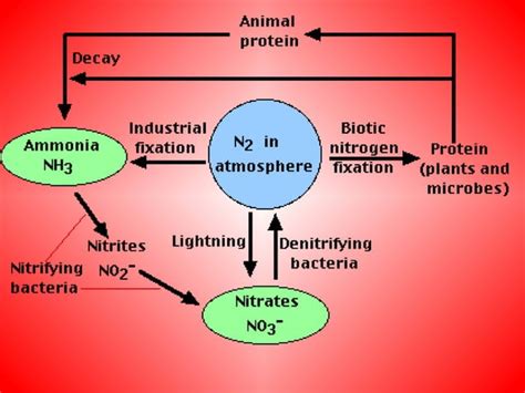 Nitrogen Cycle Powerpoint