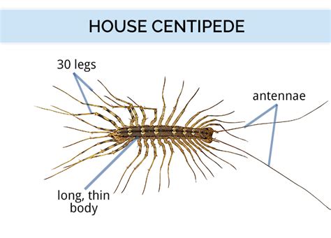 House Centipede Size
