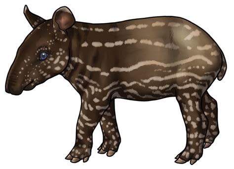 Baby Tapir by horsy1050 on DeviantArt