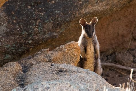 Black-Flanked Rock-wallaby • ReWild Perth