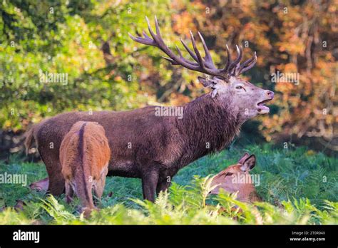 Surrey, UK. 08th Oct, 2023. A stag bellows loudly to chase away other