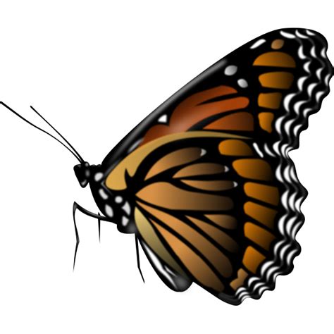 Monarch butterfly vector clip art | Free SVG