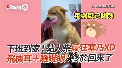 黏人柴犬「極致塞乃」迎接主人回家 瞇眼飛機耳嚶嚶叫｜寵物狗｜撒嬌｜精選影片 Youtube